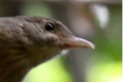 Little Shrike-thrush (Colluricincla megarhyncha)